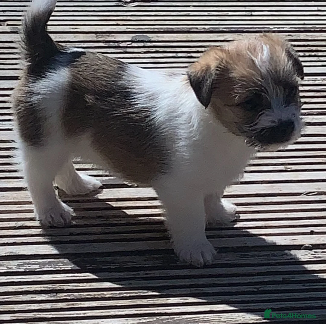 Mixed Breed dogs for sale: Jack Russell  x shihtzu  - Advert 1