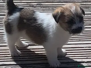 Mixed Breed dogs Jack Russell x shihtzu - Advert 4