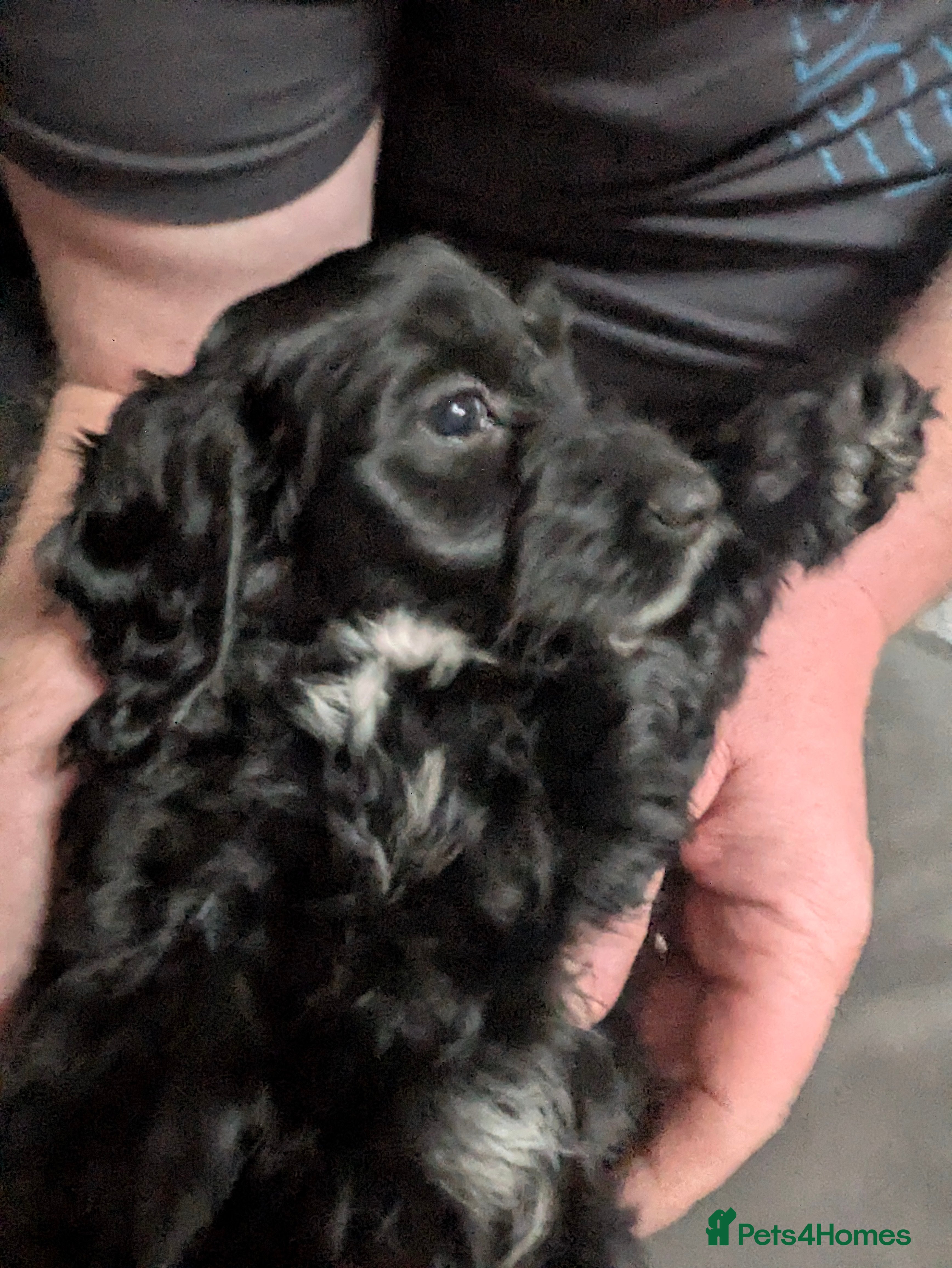 Cockapoo dogs F2  miniature cockapoo puppies  .PRA clear  - Advert 16