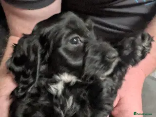 Cockapoo dogs F2 miniature cockapoo puppies .PRA clear - Advert 16