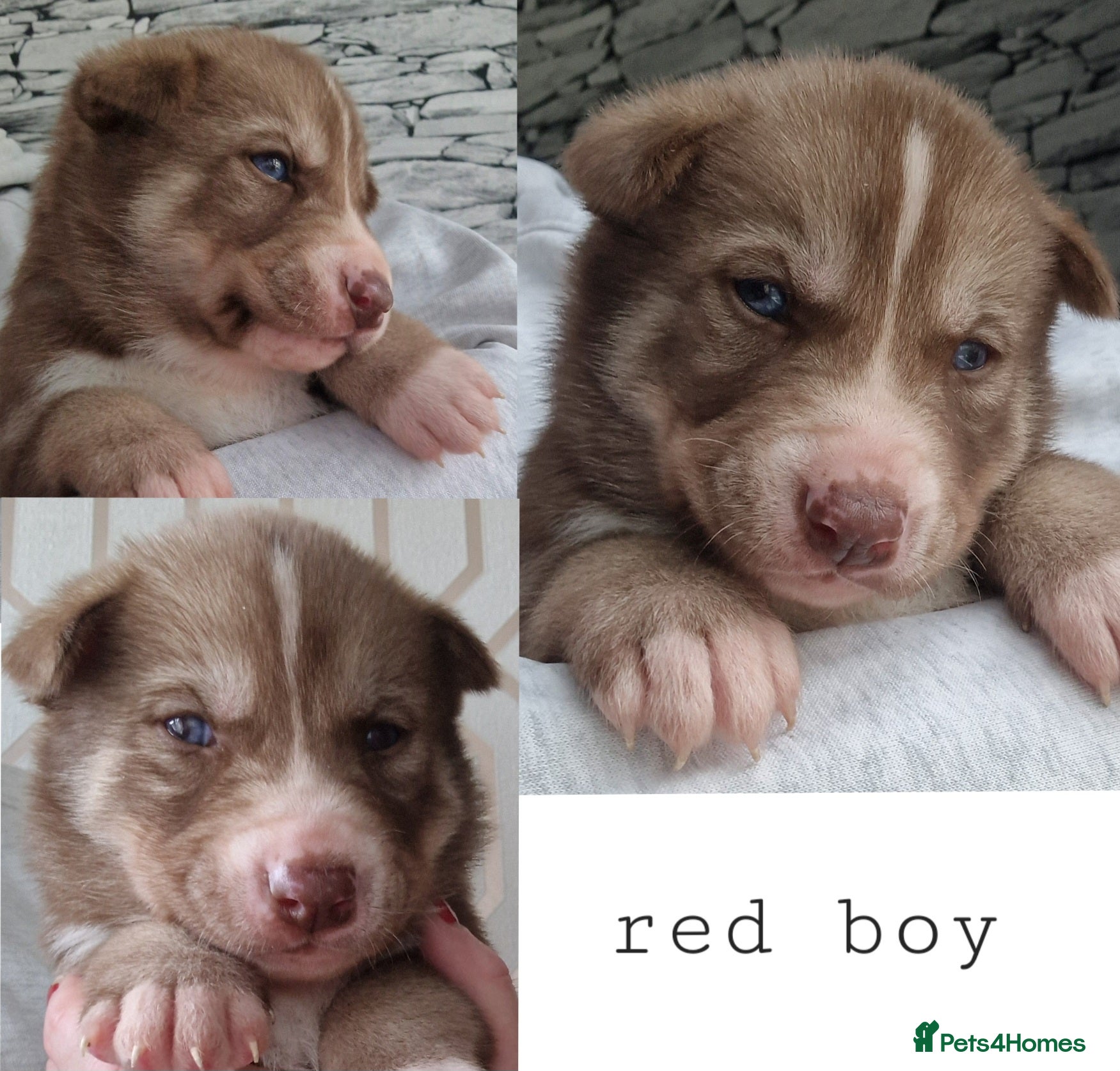 Siberian Husky dogs  Beautiful full breed siberian husky Pups ❤️ - Advert 15