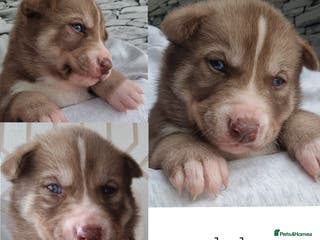 Siberian Husky dogs Beautiful full breed siberian husky Pups ❤️ - Advert 15