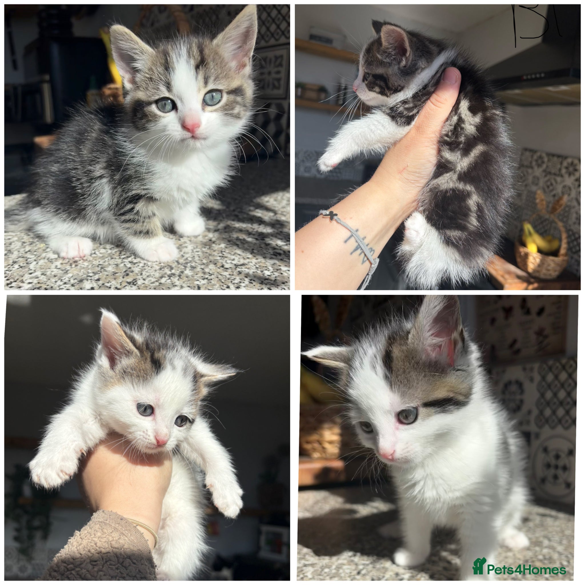 Mixed Breed cats 2 ragdoll X mackrel tabby kittens left  - Advert 2