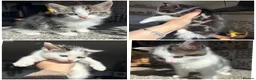 Mixed Breed cats for sale: 2 ragdoll X mackrel tabby kittens left  - Advert 1