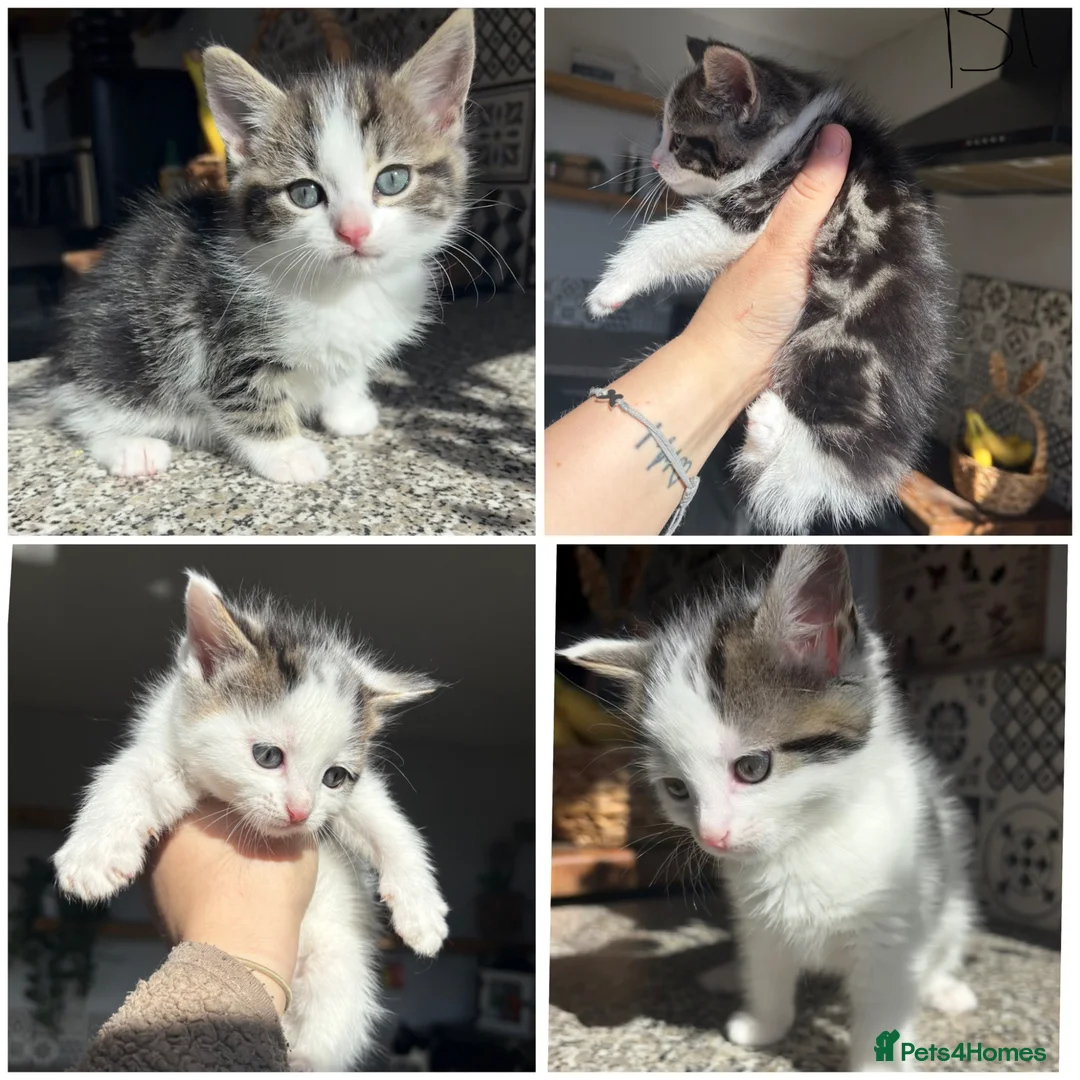 Mixed Breed cats for sale: 2 ragdoll X mackrel tabby kittens left  - Advert 1