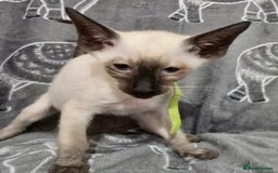 Siamese cats for sale: Gorgeous little cuddle buddies - Image 6