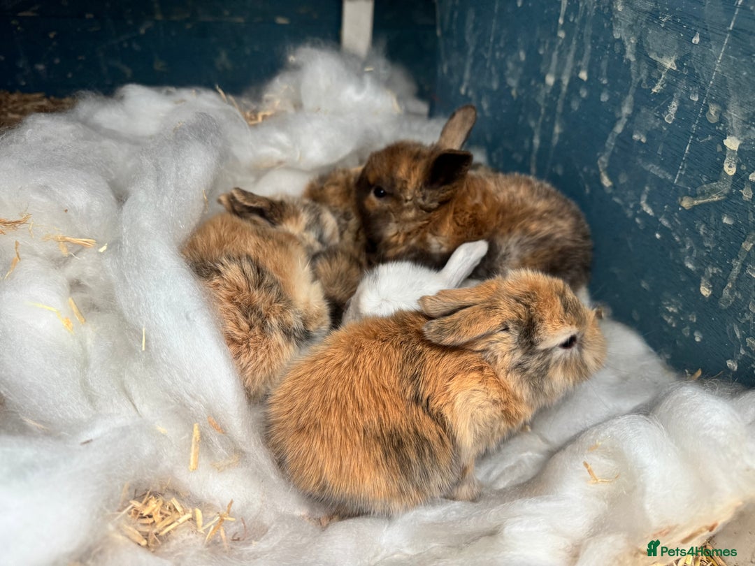 Mini Lop rabbits for sale: Baby mini lop bunnies for sale (born 29/09/25) - Image 2