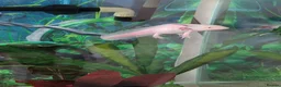 Axolotl reptiles for sale: Axolotl and all equipment  in Guisborough - Advert 1