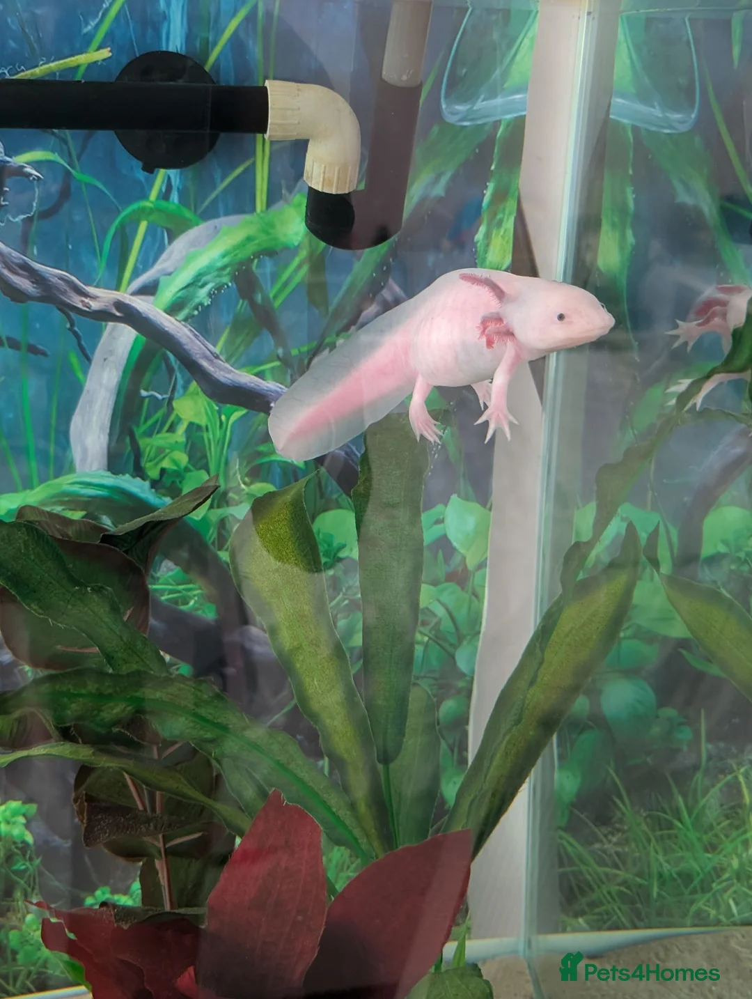 Axolotl reptiles for sale: Axolotl and all equipment  in Guisborough - Advert 1