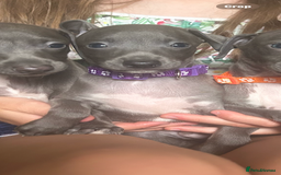 Italian Greyhound dogs for sale: Ready now 6 stunning blue boys kc reg - Image 16