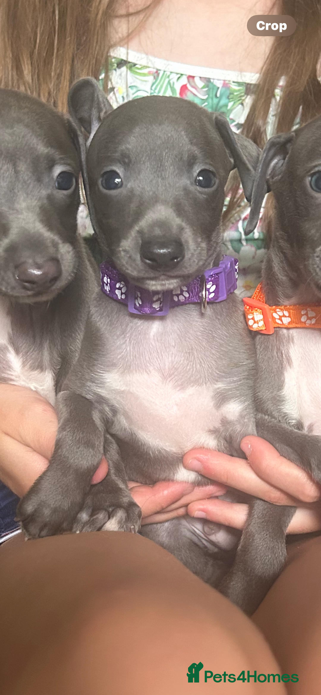 Italian Greyhound dogs for sale: Ready now 6 stunning blue boys kc reg - Image 16