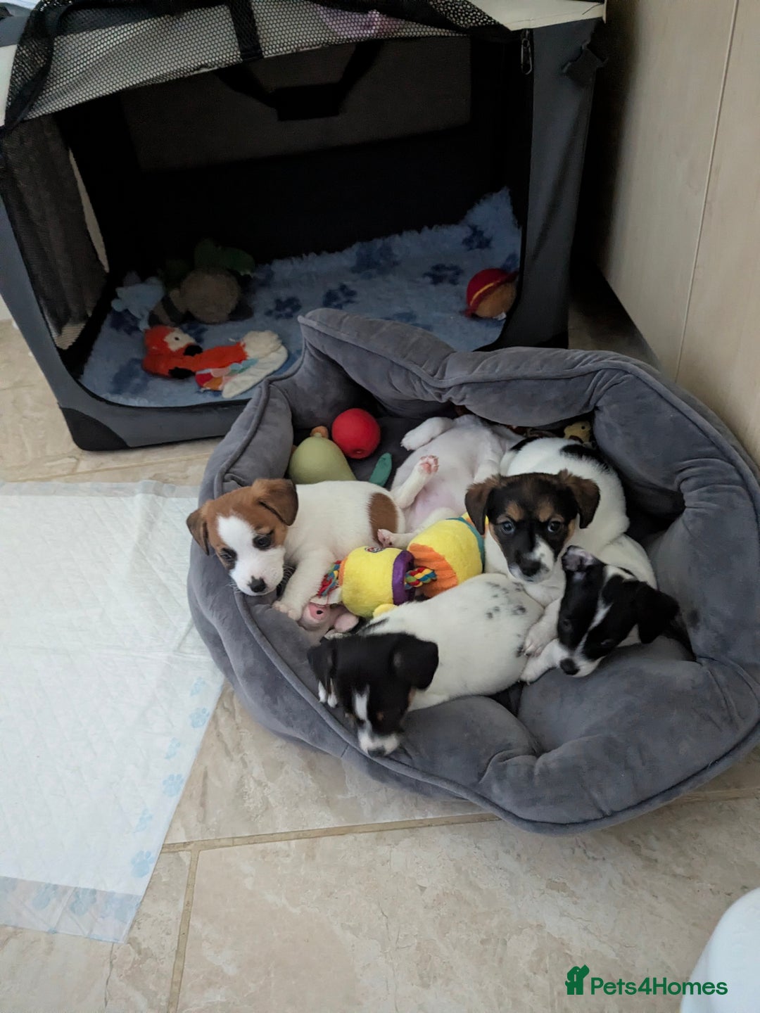Jack Russell dogs for sale: Beautiful Jack Russell puppies  - Advert 3