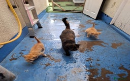 Mixed Breed cats for sale: 9 week old kittens available  - Image 1