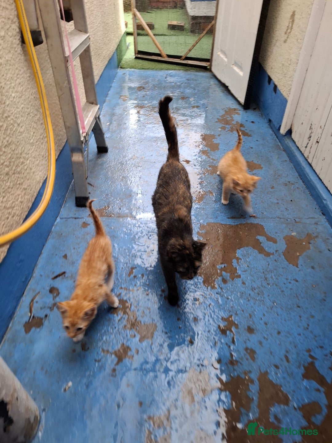 Mixed Breed cats for sale: 9 week old kittens available  - Image 1