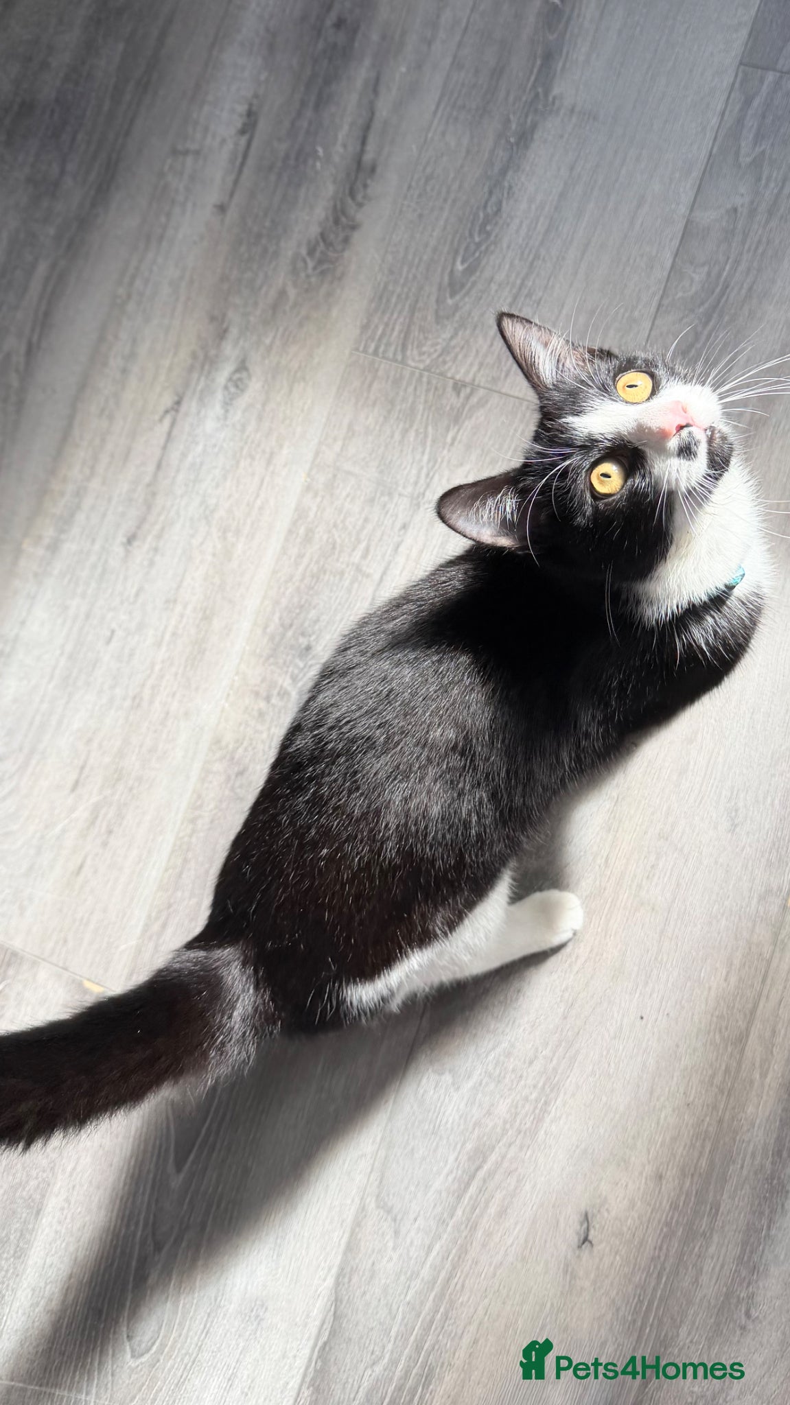 Mixed Breed cats Male cat  - Advert 1