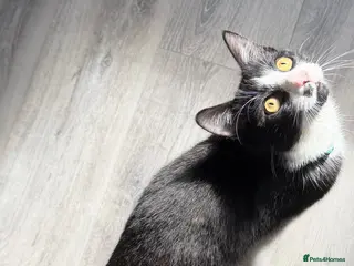 Mixed Breed cats Male cat - Advert 6