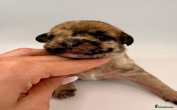 Mixed Breed dogs for sale: Floodle  - Image 21