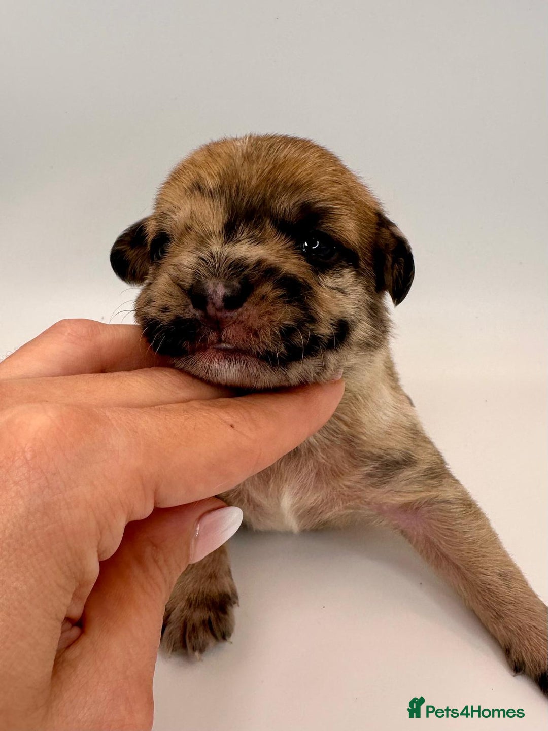 Mixed Breed dogs for sale: Floodle  - Image 21