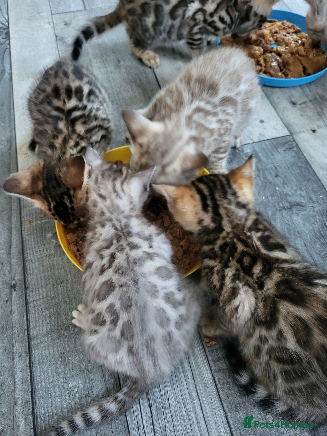 Bengal cats for sale: 7 Beautiful kittens are looking for a forever home - Image 11