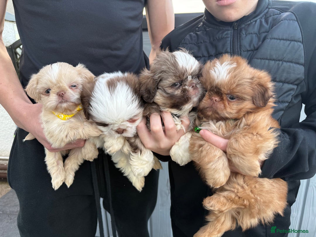Shih Tzu dogs for sale: IMRERIAL SHIHTZU PUPPIES - Advert 8