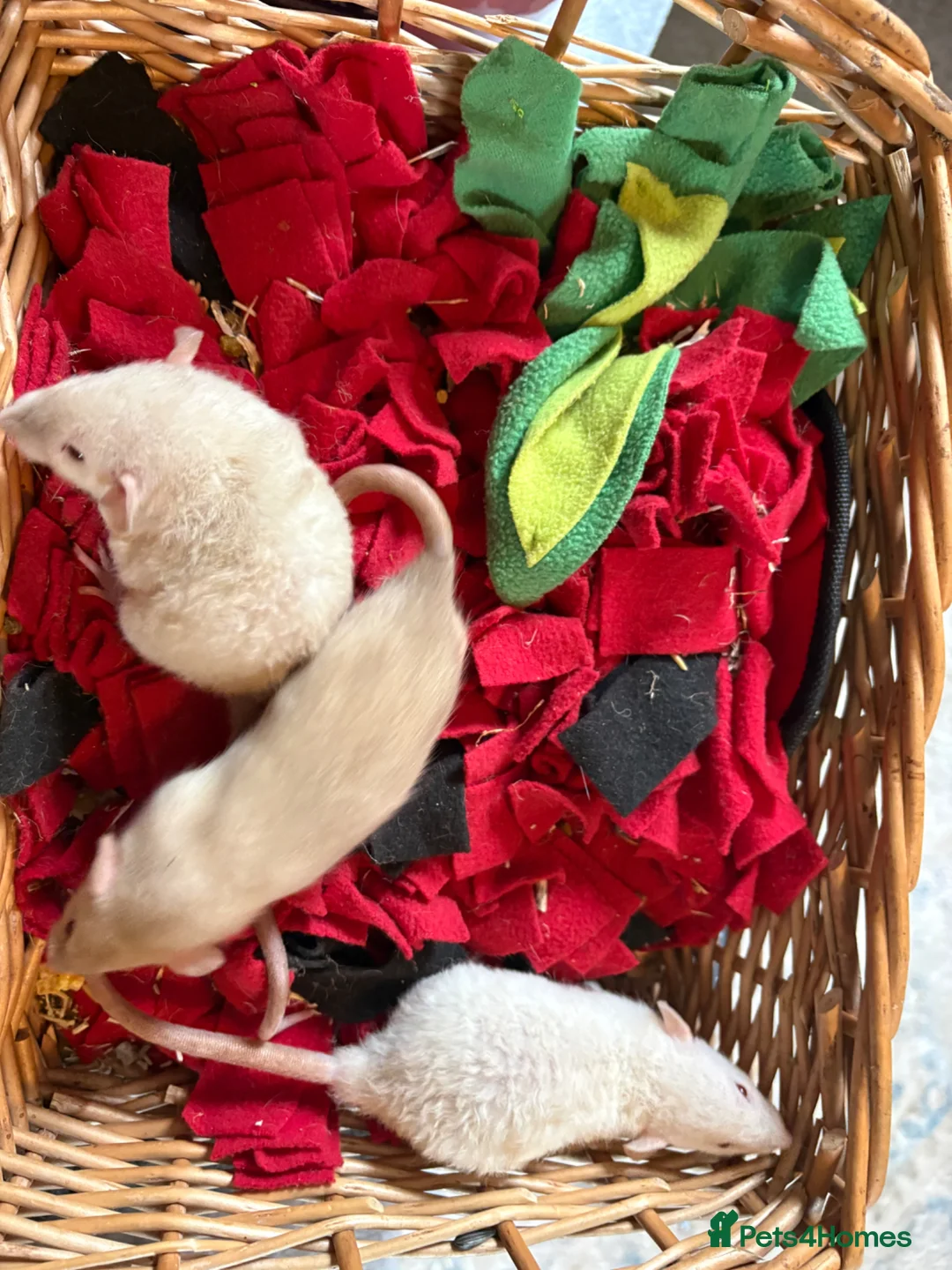 Rat rodents for sale: Fancy dumbo Rex rats  - Advert 1