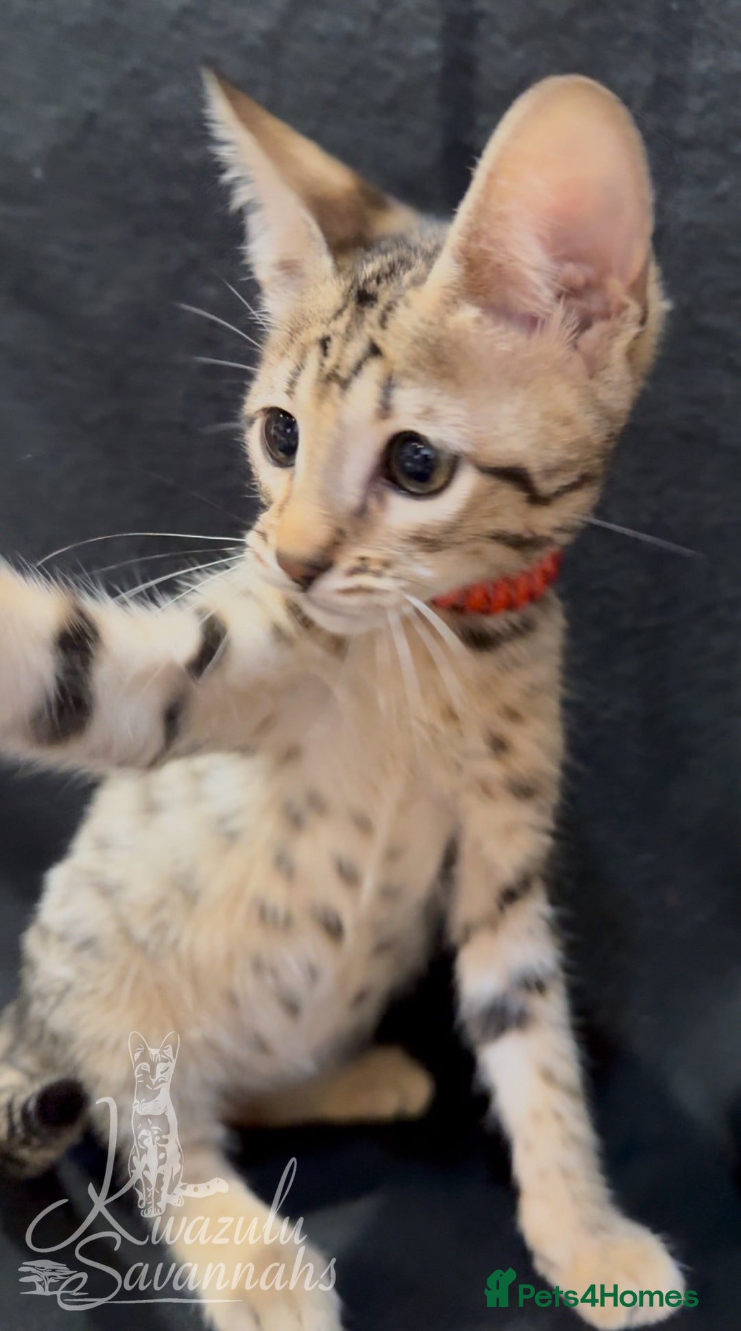 Savannah cats for sale: 12 Weeks Old 5*! -Exceptional Quality Tica Registr - Advert 14