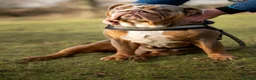 English Bulldog dogs for stud: SULLY - ENGLISH BULL DOG KC Registered for Stud - Advert 4