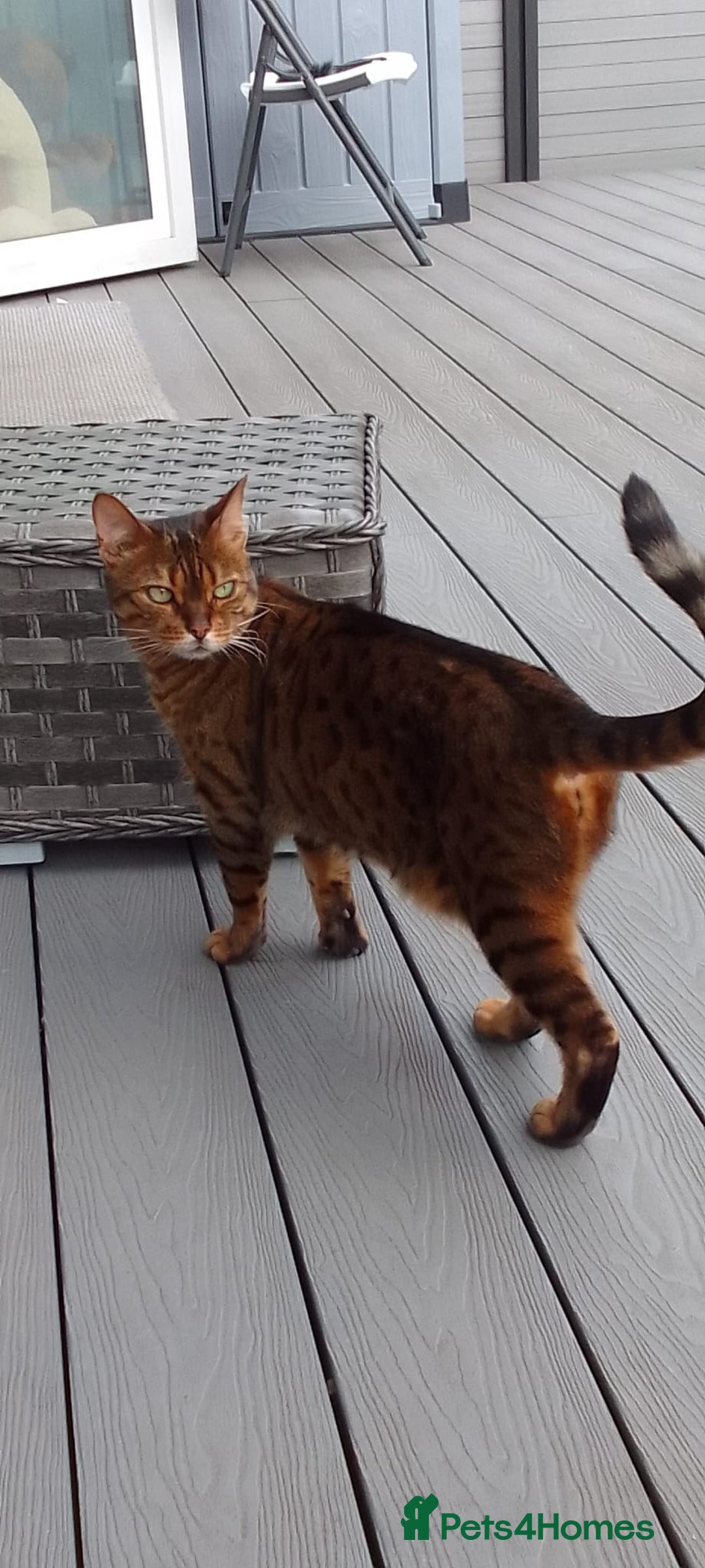 Bengal cats for sale: 2 female bengal cats 8 & 6 - Image 4