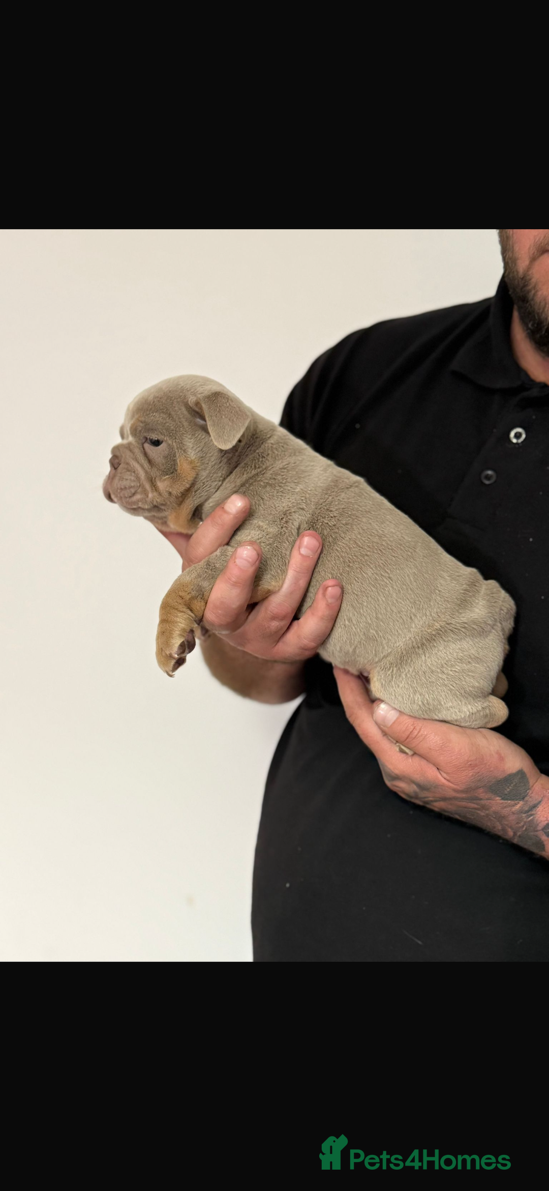 English Bulldog dogs for sale: Fully Suited Lilac & Tan boys  - Image 12