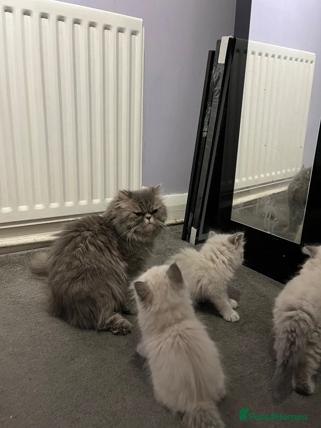 Persian cats for sale: Ready Now -  playful colourpoint Persian kitten(M) - Advert 2