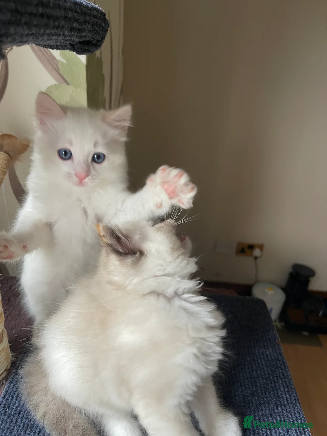 Ragdoll cats for sale: VERY RARE CREAM FLARE BICOLOUR RAGDOLL KITTEN - Advert 20
