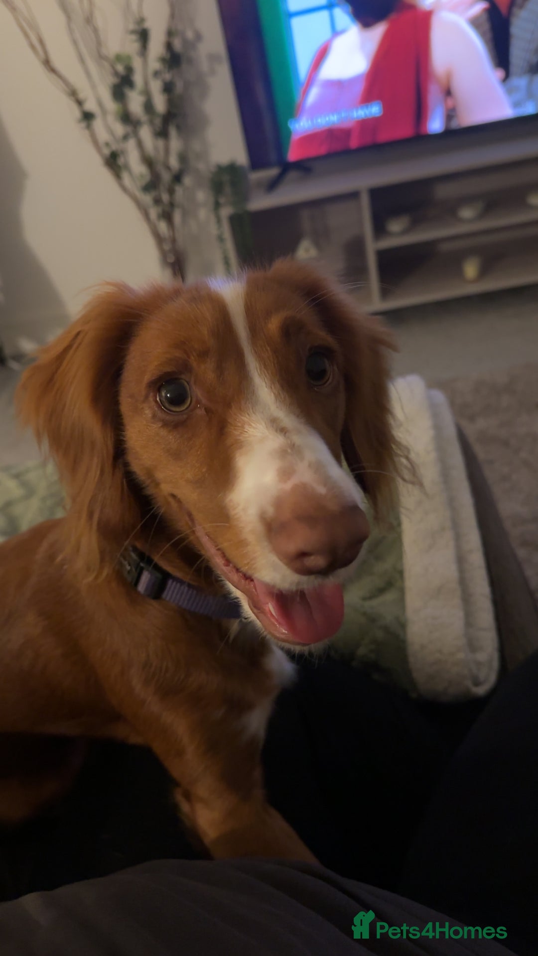 Cocker Spaniel dogs for sale: 7 month old cocker spaniel - Image 2