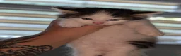 Mixed Breed cats for sale: Maine coon cross kittens  - Advert 14