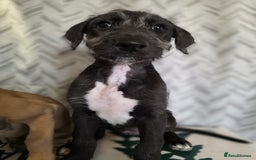 Lurcher dogs for sale: Lurcher puppies  - Image 1