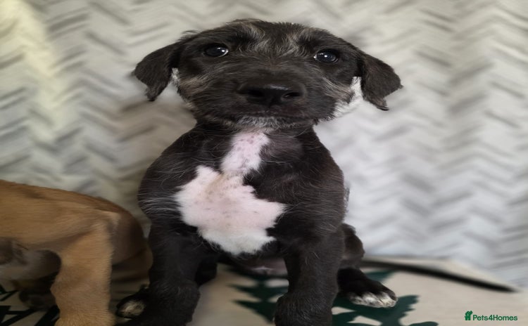 Lurcher dogs - Advert 1