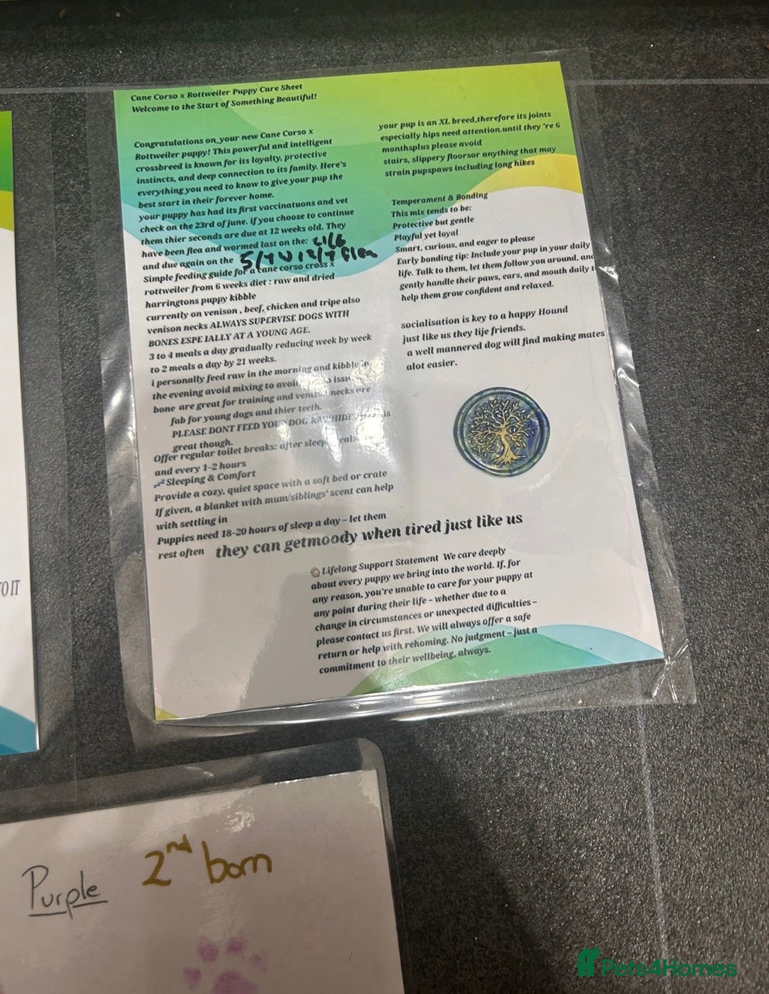 Mixed Breed dogs for sale: 8 month old male cane corso for new loving home - Advert 20