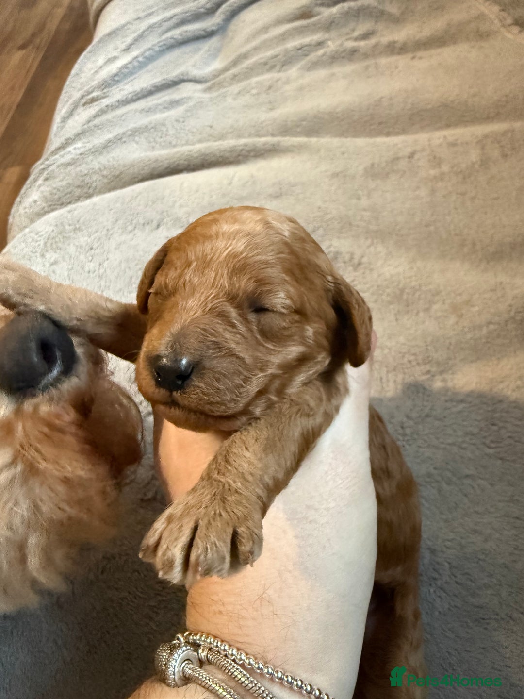 Labradoodle dogs for sale: Beautiful labradoodles  - Advert 13