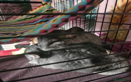 Chinchilla rodents for sale: Lovely sister chinchillas - Image 9