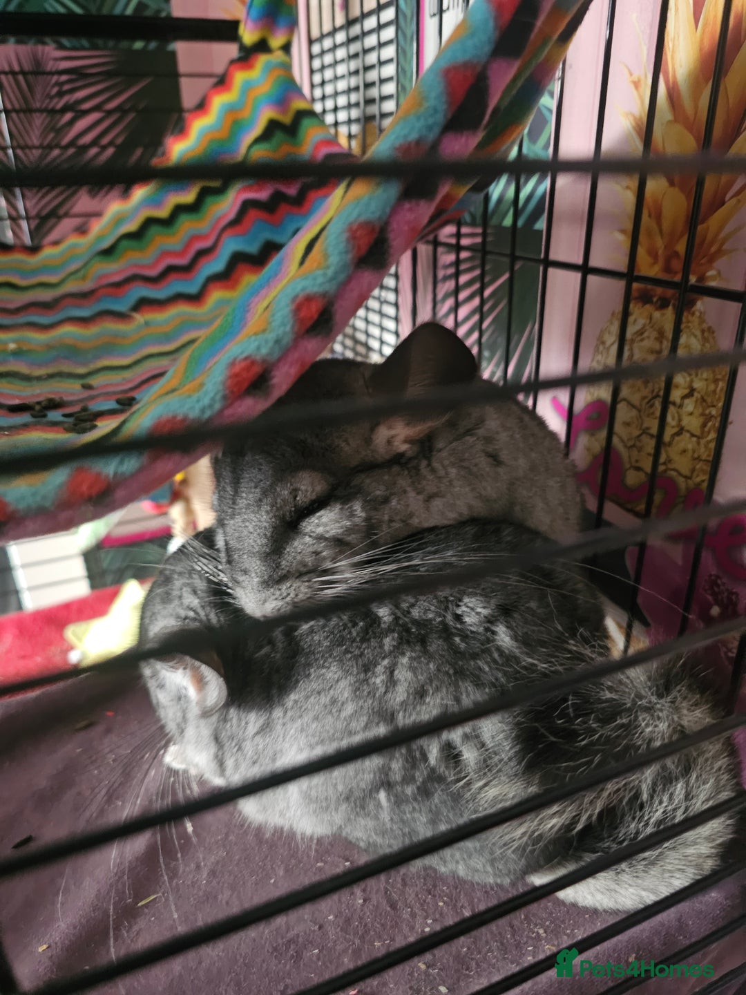 Chinchilla rodents for sale: Lovely sister chinchillas - Image 9