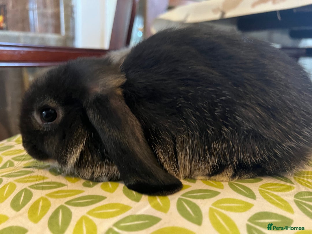 Mini Lop rabbits for sale: Two Mini Lop with Plush Baby Boys - Image 18