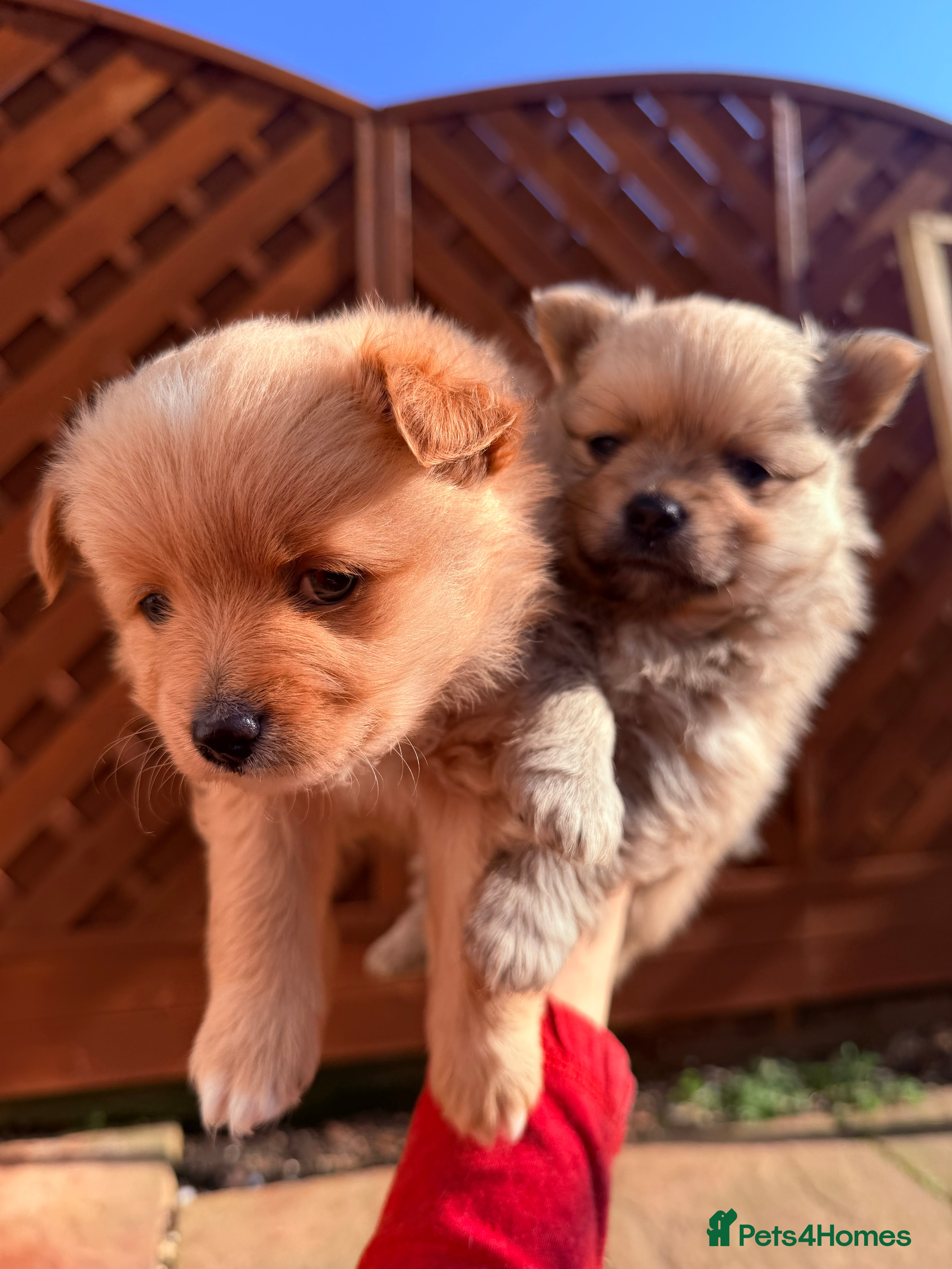 Pomeranian dogs Adorable puppies - Advert 6