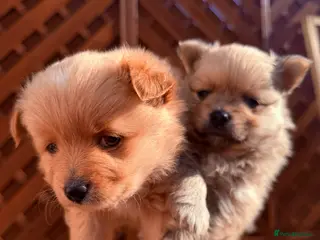 Pomeranian dogs Adorable puppies - Advert 1