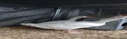 Geese poultry for sale: 2 x geese - Advert 5