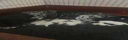 German Shorthaired Pointer dogs for sale: gsp pups - Advert 2