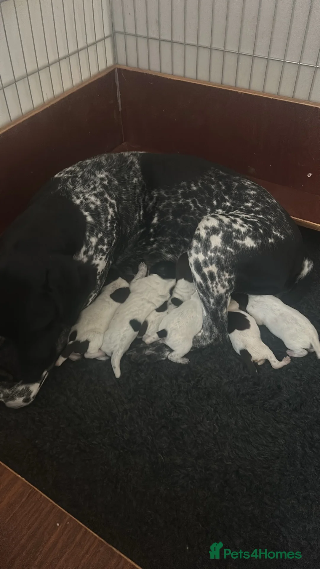 German Shorthaired Pointer dogs for sale: gsp pups - Advert 2