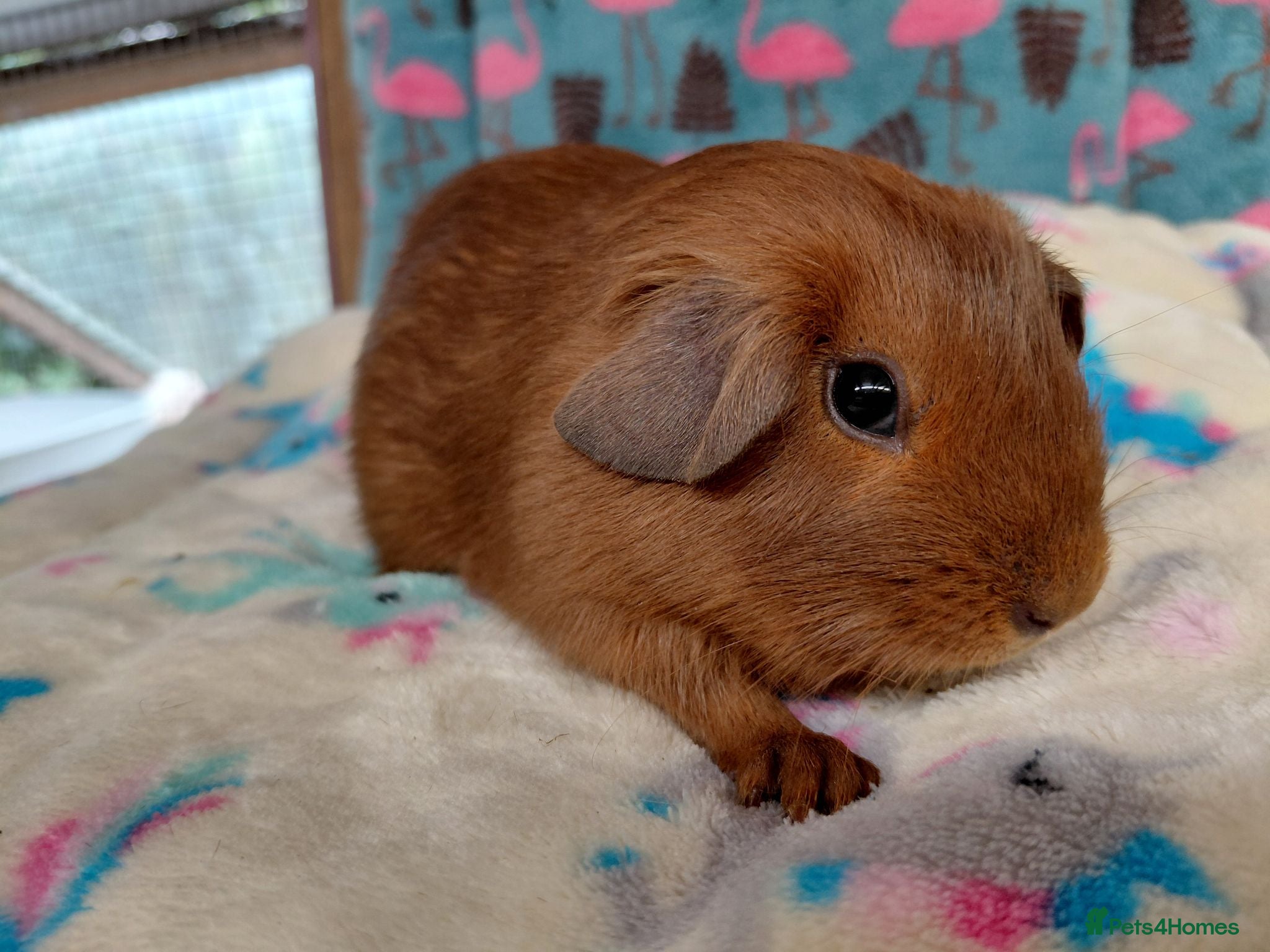 Guinea Pig rodents Young Adult Longhaired Sows For Retirement Homes  - Advert 16