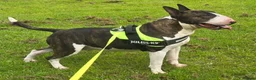 Bull Terrier dogs for sale: English bull terrier puppies  - Advert 2