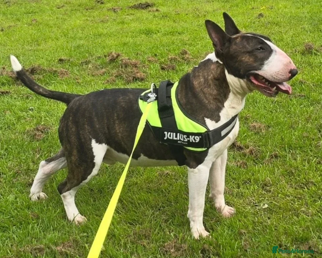 Bull Terrier dogs for sale: English bull terrier puppies  - Advert 2