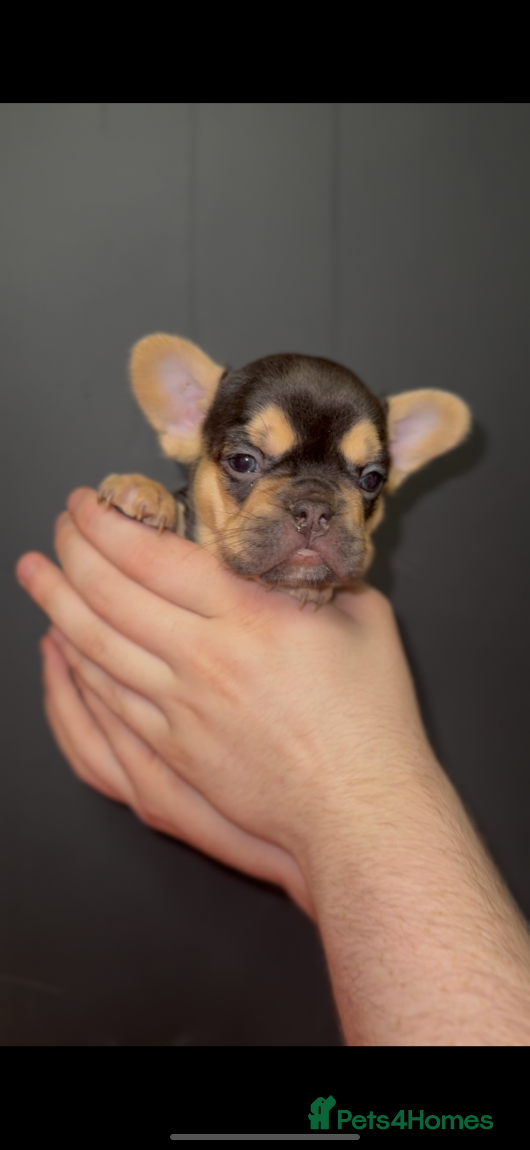 French Bulldog dogs for sale: New shade Full Fluffy French bulldog carrying pink - Advert 6