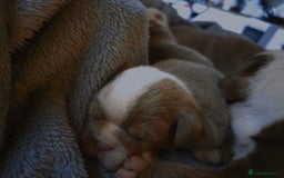 English Bulldog dogs for sale: Beautiful New english bulldogges  - Image 22